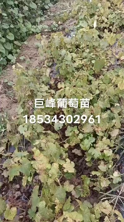 出售早熟巨峰葡萄苗。药用连翘苗，科研五号优质种苗，2/5年苗，药用连翘树，挂果树，全国包邮到家！财富密码18534302961