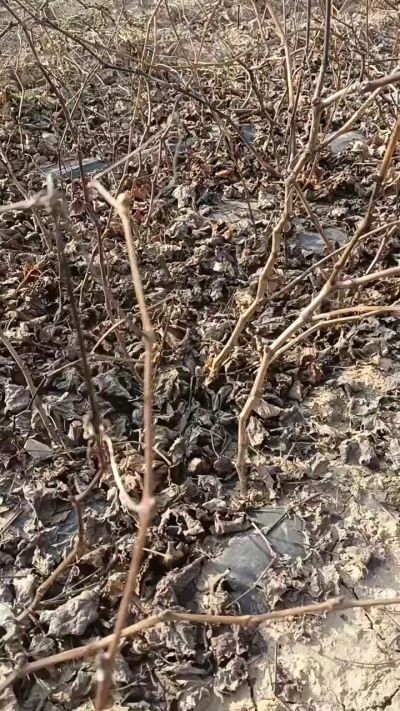 出售，巨峰葡萄苗。药用连翘苗，科研五号优质种苗，2/5年苗，药用连翘树，挂果树，全国包邮到家！财富密码18534302961