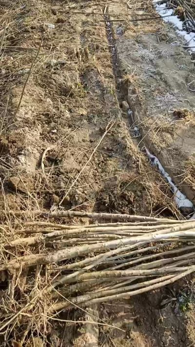 出售臭椿苗，巨峰葡萄苗。药用连翘苗，科研五号优质种苗，2/5年苗，药用连翘树，挂果树，全国包邮到家！财富密码18534302961