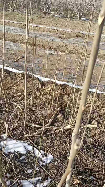 臭椿苗，一年苗，需要联系我，全国包邮到家。18534302961