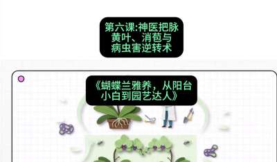第六节：神医把脉：黄叶、消苞与病虫害逆转术，课程：《蝴蝶兰雅养六讲：从阳台小白到园艺达人》#识农AI