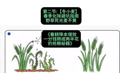 第二节：【冬小麦】春季化除避坑指南，野草死光麦不黄