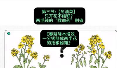 第三节：【冬油菜】只开花不结籽？两毛钱的&ldquo;救命药&rdquo;别省