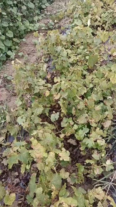 出售巨峰葡萄苗。药用连翘苗，科研五号优质种苗，2/5年苗，药用连翘树，挂果树，全国包邮到家！财富密码18534302961