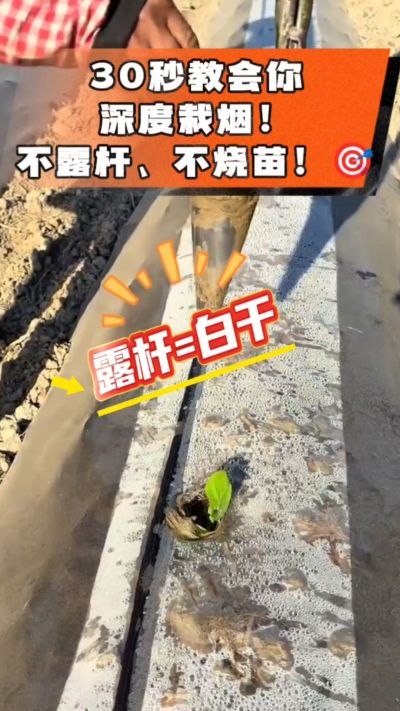 这个栽法太关键了！深栽是烤烟成活的根本，亲测有效！