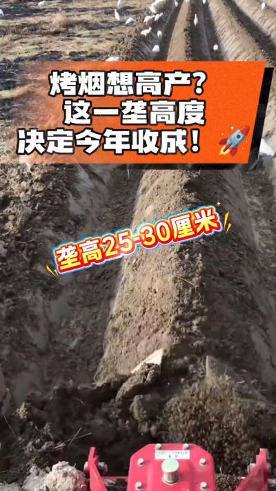 想让烤烟高产，就得从细节抓起。分享一点实打实的干货，只为帮大家少走弯路，种出好烟叶！🌱👍