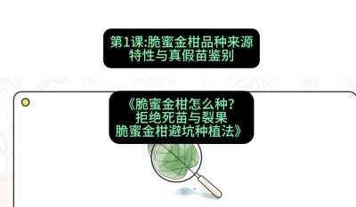 第1节：脆蜜金柑品种来源、特性与真假苗鉴别，课程：《脆蜜金柑怎么种？拒绝死苗与裂果，脆蜜金柑8步避坑种植法》#识农AI