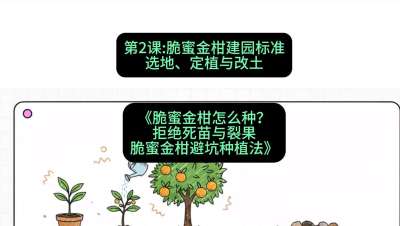 第2节：脆蜜金柑建园标准：选地、定植与改土，课程：《脆蜜金柑怎么种？拒绝死苗与裂果，脆蜜金柑8步避坑种植法》#识农AI