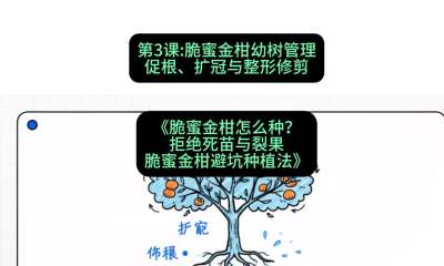 第3节：脆蜜金柑幼树管理：促根、扩冠与整形修剪，课程：《脆蜜金柑怎么种？拒绝死苗与裂果，脆蜜金柑8步避坑种植法》#识农AI