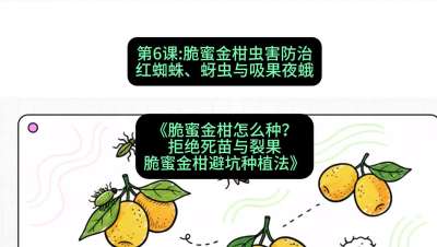 第6节：脆蜜金柑虫害防治：红蜘蛛、蚜虫与吸果夜蛾，课程：《脆蜜金柑怎么种？拒绝死苗与裂果，脆蜜金柑8步避坑种植法》#识农AI