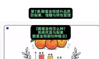 第7节：脆蜜金柑提升品质：防裂果、增糖与转色管理，课程：《脆蜜金柑怎么种？拒绝死苗与裂果，脆蜜金柑8步避坑种植法》#识农AI