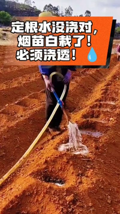 定根水没浇对，烟苗白栽啦！必须浇透。