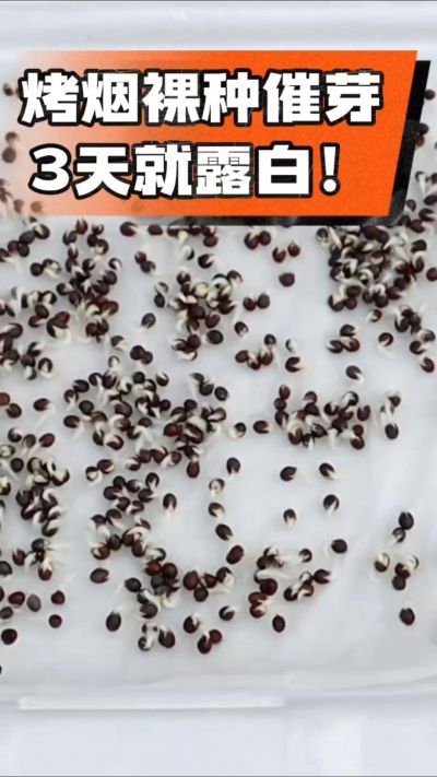 烤烟裸种催芽小技巧，清水浸泡、保温保湿，3天就能露白，出苗快又齐！烟农朋友收藏备用～