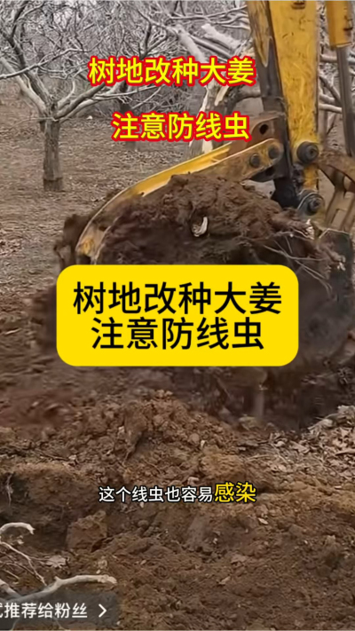 树地改种大姜，注意防线虫！