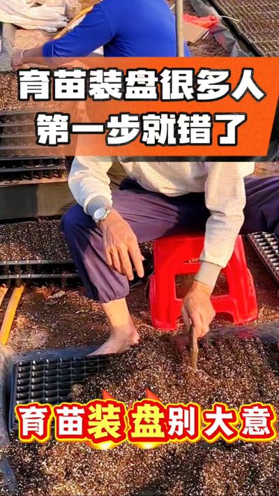 烤烟育苗基质装盘，一步做对，出苗整齐又壮苗！装盘技巧记牢，少走弯路，育苗更省心
