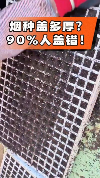 烟种盖多厚？90%烟农都盖错！薄盖才出苗齐、不闷种，烤烟育苗关键一步，照着做就对了