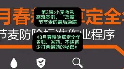 第3节：小麦救急高难案例，&ldquo;恶霸&rdquo;节节麦的最后通牒，课程：《3月春耕除草定全年：省钱、省药、不烧苗、少打两遍药的秘密》