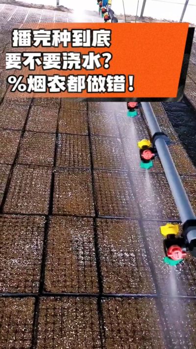 烤烟播完种一定要浇透底水，喷雾慢浇、别大水冲，盘底漏水才算到位，出苗又齐又壮！#烤烟育苗 #烤烟种植 #烟农干货 #育苗技术