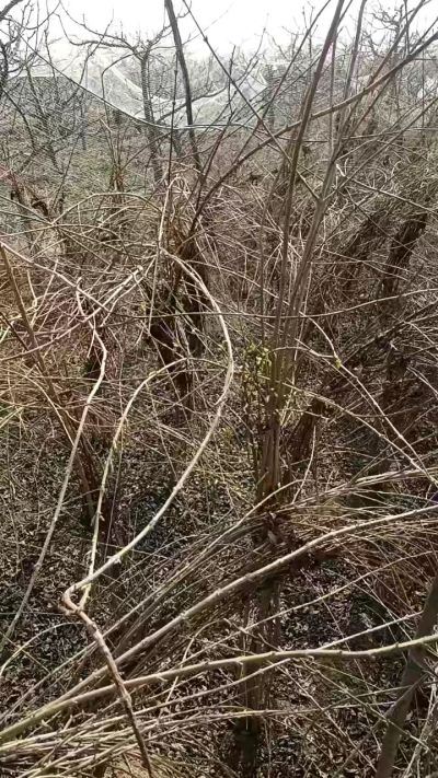 出售药用连翘苗，科研五号优质种苗，2/5年苗，药用连翘树，挂果树，全国包邮到家！财富密码18534302961