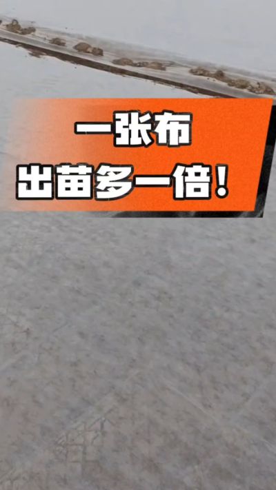 烤烟育苗盖无纺布，保温保湿出苗齐，不烂种、出苗快，烟农必备小技巧！