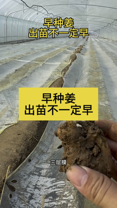 早种姜，出苗不一定早！