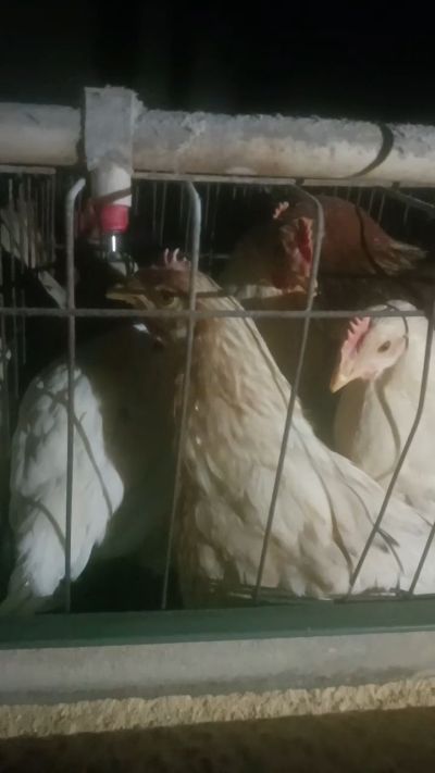 这鸡群在怪叫，怪叫的原因是痰化黏着，形成的比呼噜更重的一种呼吸道。其病因为肺中有热，热灼而痰黏，从而引起的怪叫。