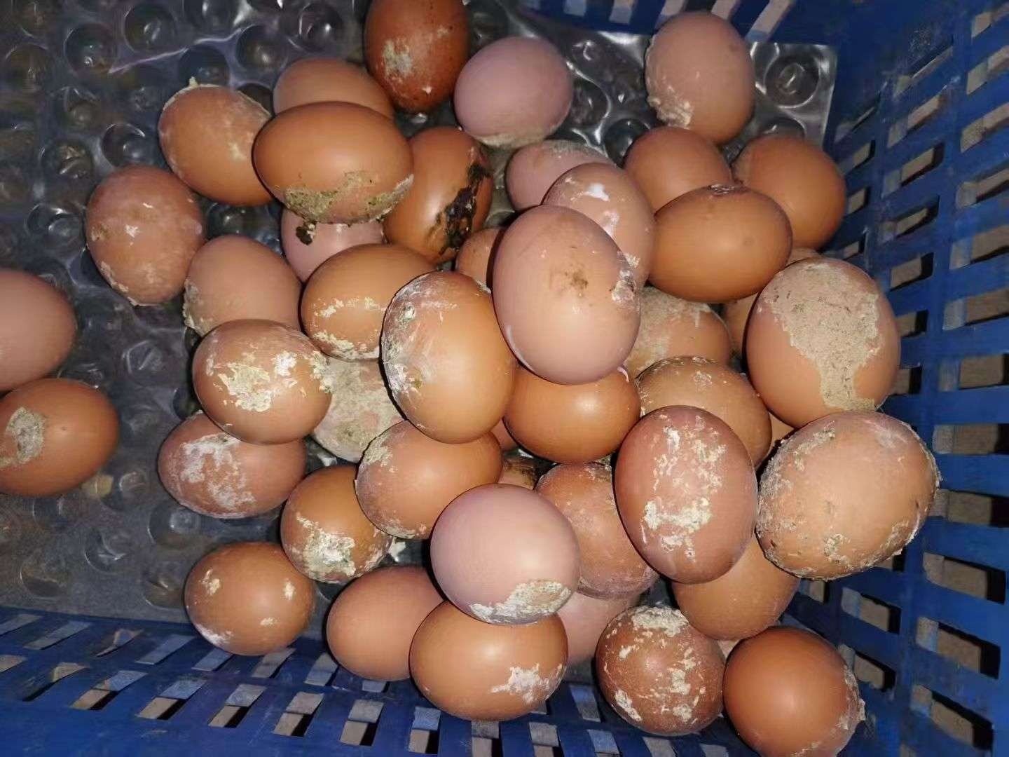 蛋禽出现肠炎拉稀，粪蛋偏多的原因