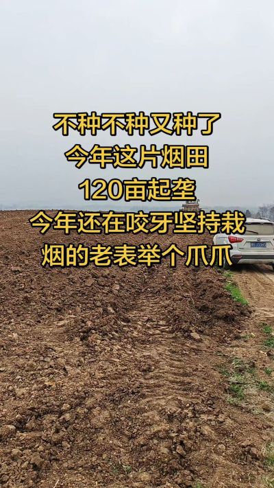 不种不种又种啦，还在咬牙坚持栽烟的老表集合啦！