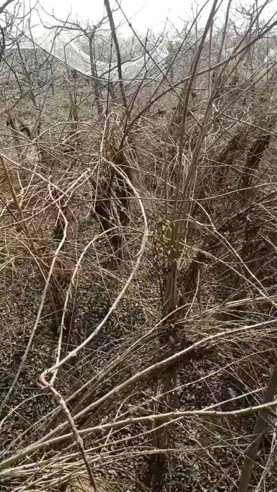 药用连翘苗，科研种苗定制树。挂果树。需要联系18534302961