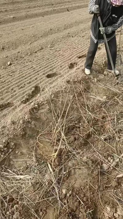 臭椿苗，一年籽播苗，地径0.5/1公分以上。需要联系18534302961