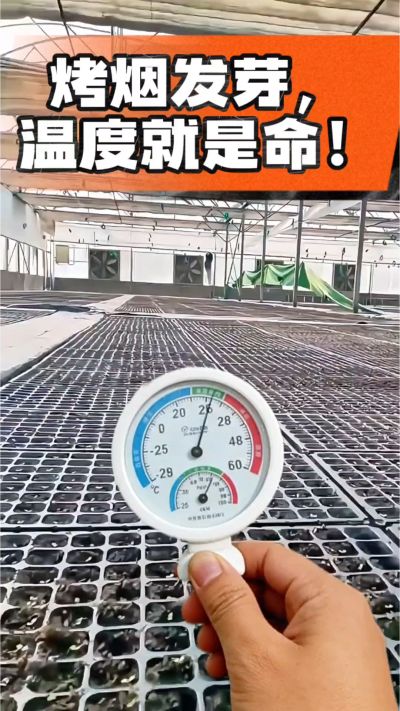 老烟农都懂：发芽温度不对，后期再管都白费！
