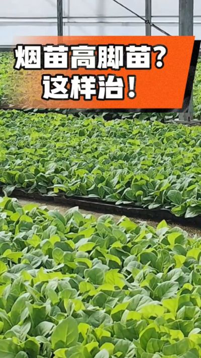 烤烟齐苗期管理关键：精准控温，防高脚苗，培育壮苗好上手！