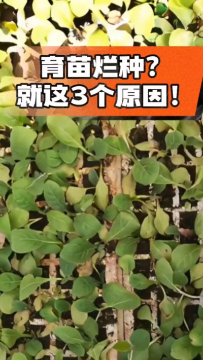 烤烟育苗烂种？3个原因讲清楚！消毒、控水、控温，做到就苗齐苗壮🔥
#烤烟育苗 #烤烟种植 #烂种防治 #烟农