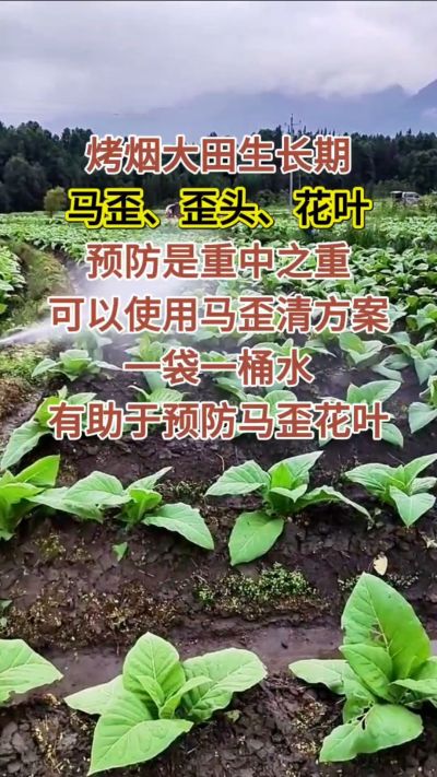烤烟大田生长期，马歪歪头花叶预防是重中之重，可以使用马歪清方案，一袋一桶水，有助于预防马歪花叶。
烤烟管理早做一步，后期少操心！#烤烟种植#烤烟管理#烤烟大田管理#烤烟病害防治