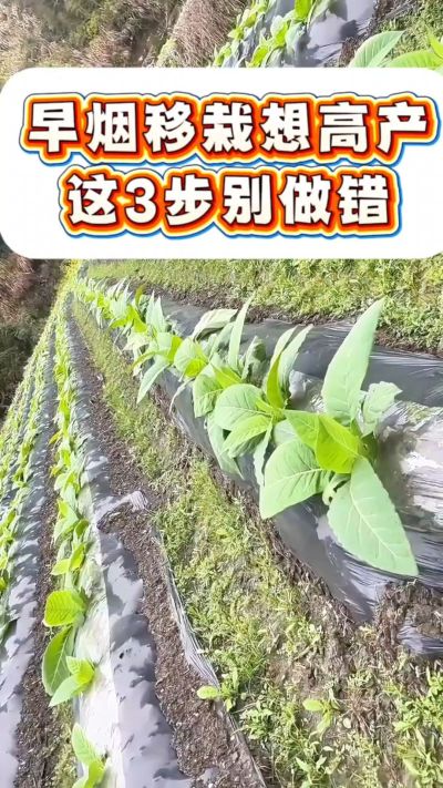 早烟移栽想高产，这3步是关键！深栽不露茎、土压结实根、浇透定根水，做好这几点，烟苗缓苗快、根系旺，后期少操心～