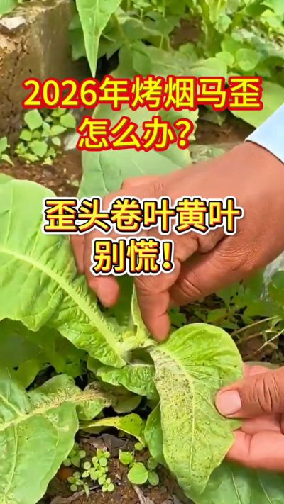 烤烟管理关键期，马歪、卷叶、黄叶这样管！
用法简单，成本不高，烟农都在用。
需要正品渠道，私信我获取！
关注收藏，烤烟高产不迷路！