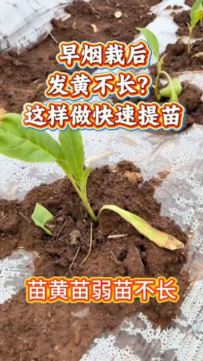 家人们，早烟栽下去发黄不长？别愁！温度低容易出这问题，做好保温、少浇水、补点营养，三五天苗就精神了～ 弱苗转壮苗的招，咱烟农得知道！早烟缓苗