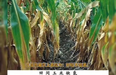 系统，重点的讲解氮肥的作用及缺氮的简单判断
