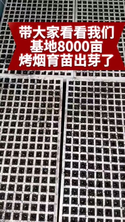 烟农日常  老表你那边今年苗子出的怎么样#烤烟种植技术与管理 #烤烟育苗 #三农