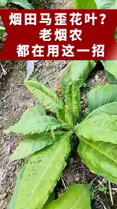 烤烟马歪、花叶不用愁！老烟农都在用的土方法，预防效果好。想了解用法的评论区留言。 #烤烟管理 #烤烟病害 #烤烟马歪 #烤烟花叶病