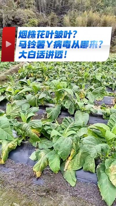烟农注意！马铃薯Y病毒3大来源，早预防少走弯路，烤烟高产少生病！