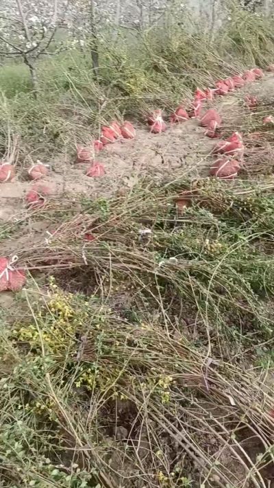 出售药用连翘苗，科研五号优质种苗，2/5年苗，药用连翘树，挂果树，全国包邮到家！财富密码18534302961