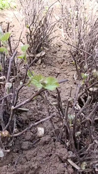 出售五角枫2年苗，500棵。巨峰葡萄苗。2000棵。低价处理。需要联系18534302961