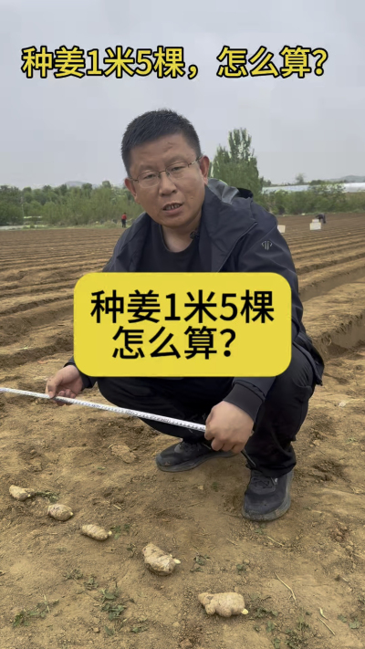 种姜1米5棵，怎么计算？