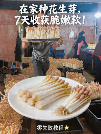 花生芽这样种，新手也能爆盆！3步出芽快、长得壮，厨房角落就能种～