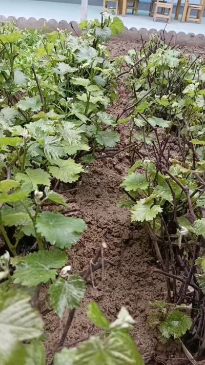 出售五角枫2年苗，500棵，巨峰葡萄苗。2000棵。低价处理。需要联系18534302961