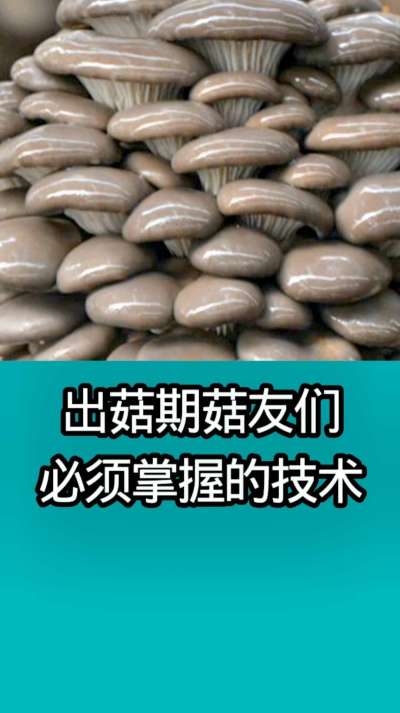 出菇期菇友们必须掌握的技术