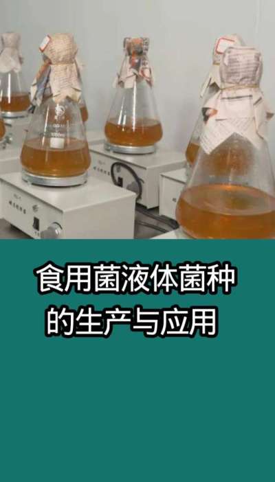 食用菌液体菌种的生产与应用
