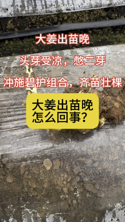 大姜出苗晚，怎么回事？