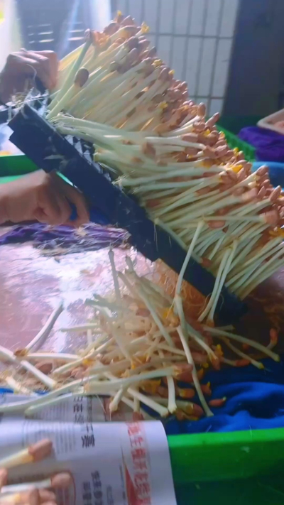 找了间空房子试种花生芽，头天弄50斤，一早被熟客订光；第二天加到100斤，没到中午就空了；第三天索性备了200斤，结果还是不够分。

来拿芽子的阿姨说：&ldquo;你这芽子嫩得能掐出水，我那小摊子全靠它拉回头客